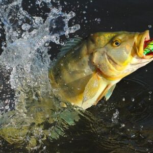 Traira traicao Traidor 240129